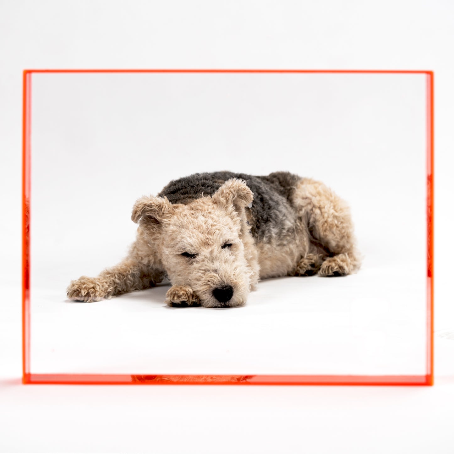 Fluorescent acrylic glass frame 'Fluorescent'