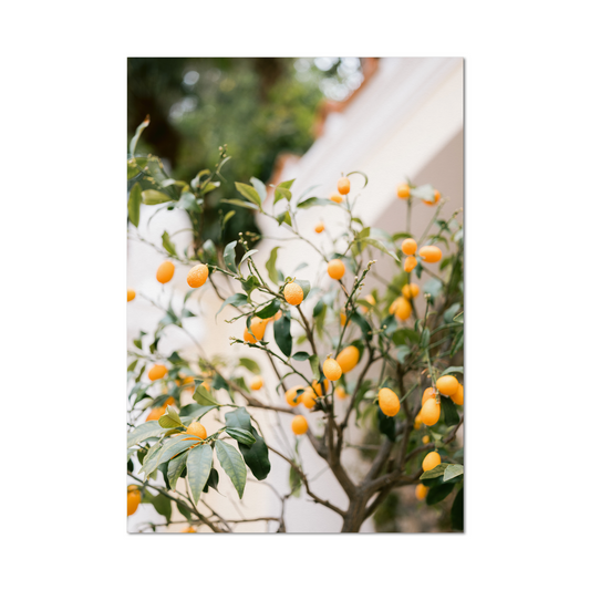 Wandbild 'Orange Capri'